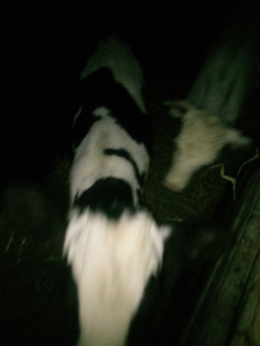 Cielak Jałówka  i Byczek