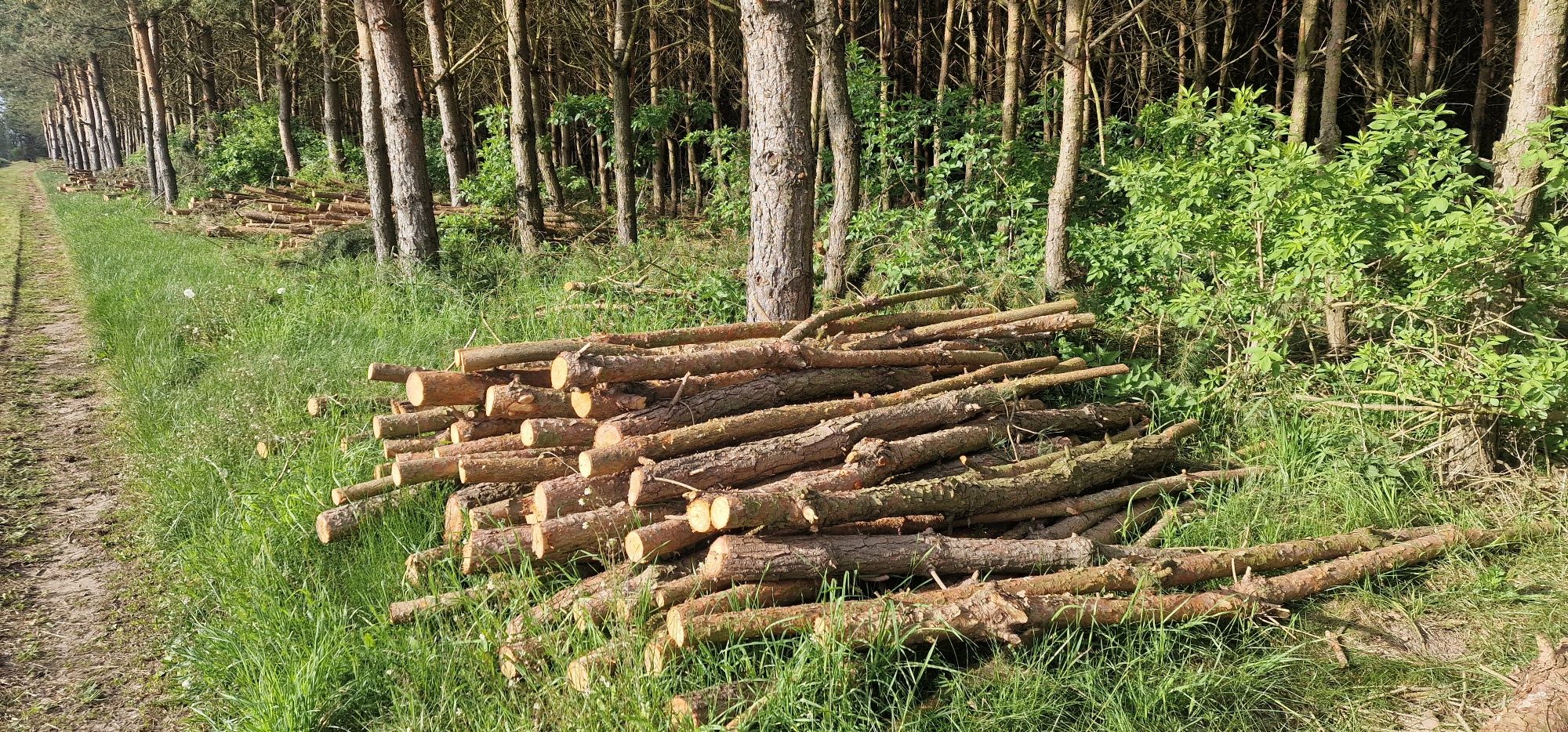 Drewno opałowe sosna brzoza żerdzie 2-3m