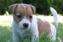 Suczka Jacek Russell Terrier*ZKwP FCI*