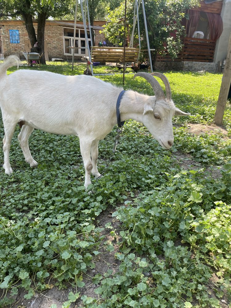 Продам козочку лагідну
