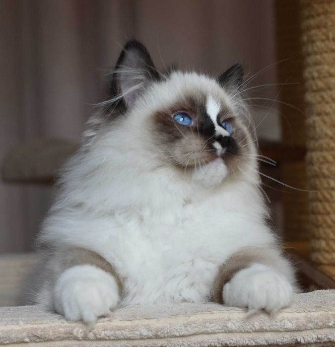 Kocurek Ragdoll gotowy do zmiany domku