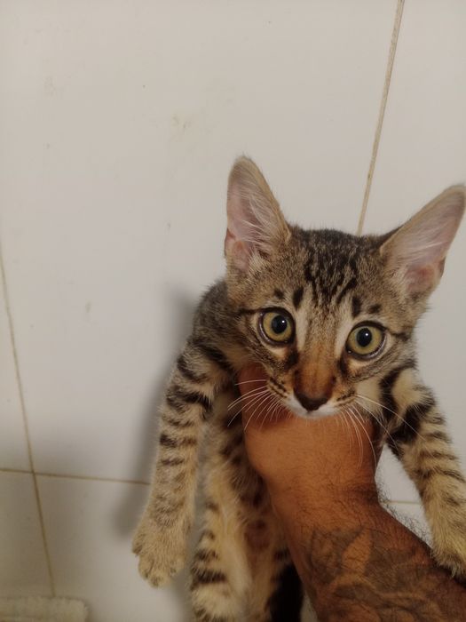 Gatinhas bebés para adoção