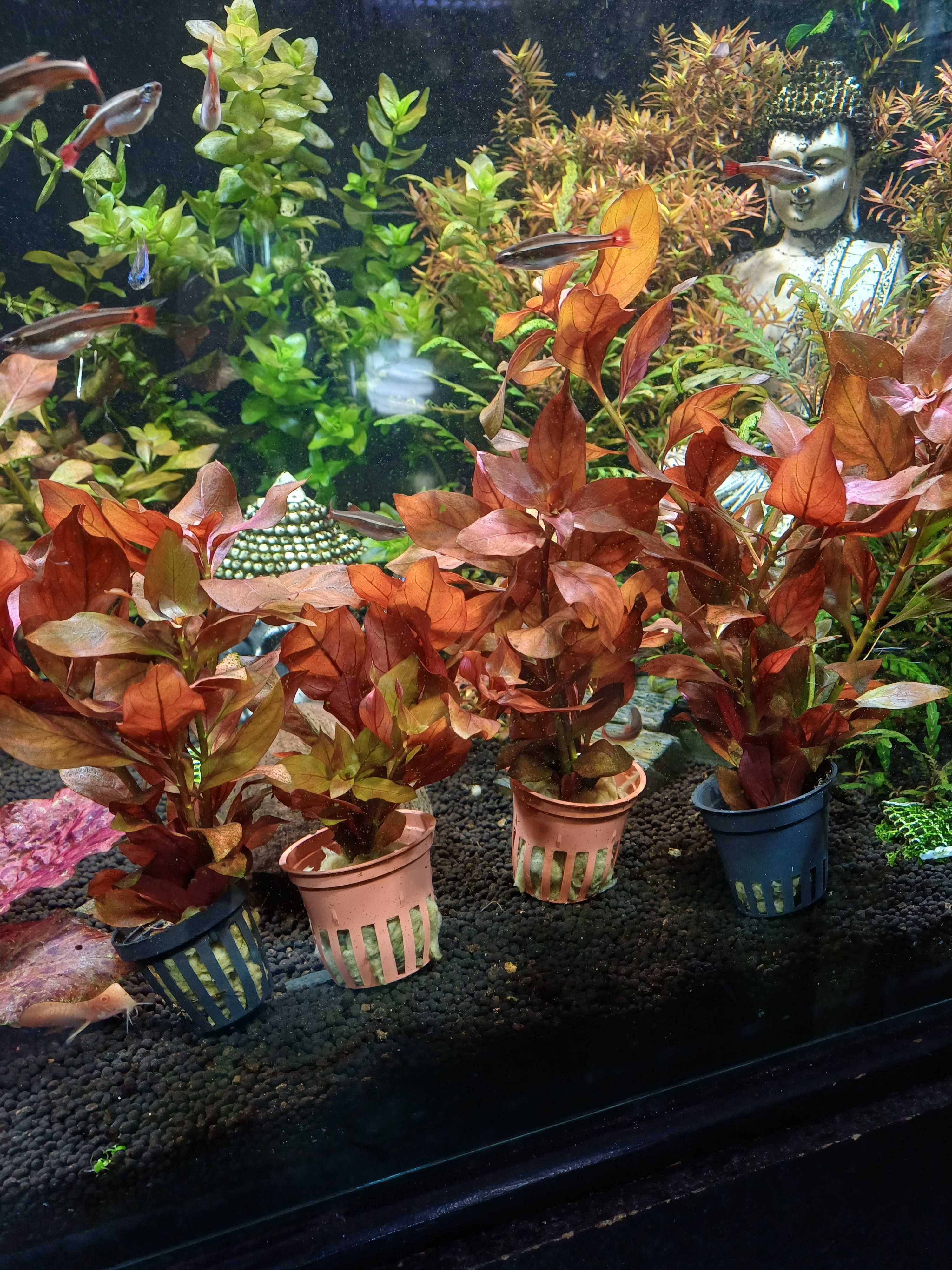 Plantas para aquario