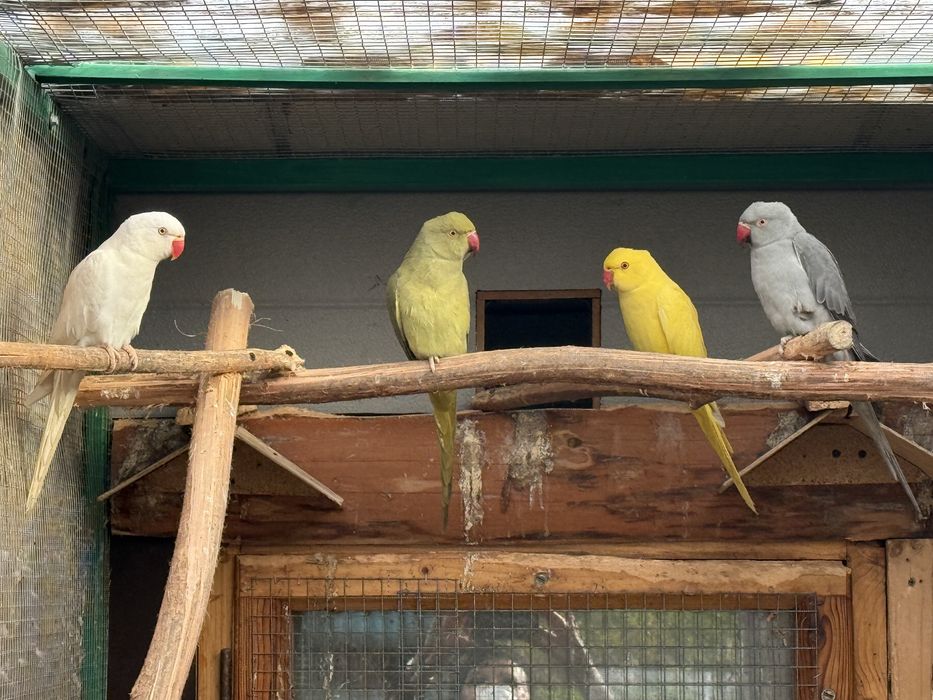 Papuga Aleksandretta obrożna ring neck zielona zółta biala
