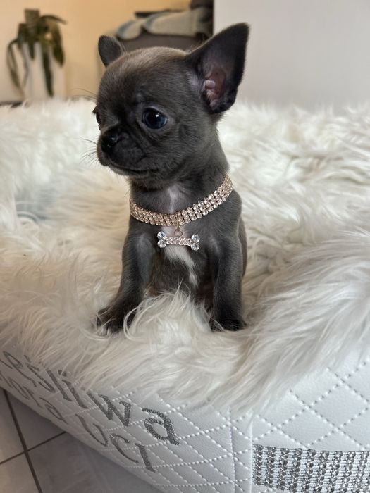 Chihuahua niebieska sunia MEGA CUDO