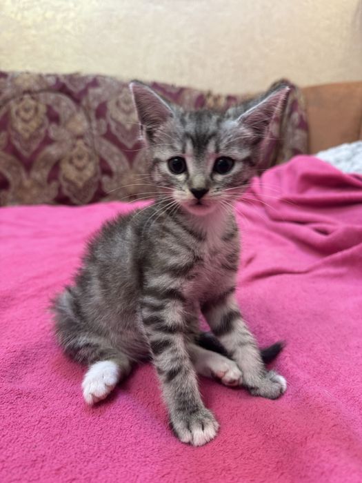 Віддамо котеня в добрі руки