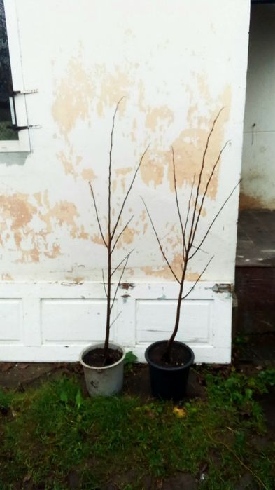 Азиміна Шенандоа  чотирічні саджанці