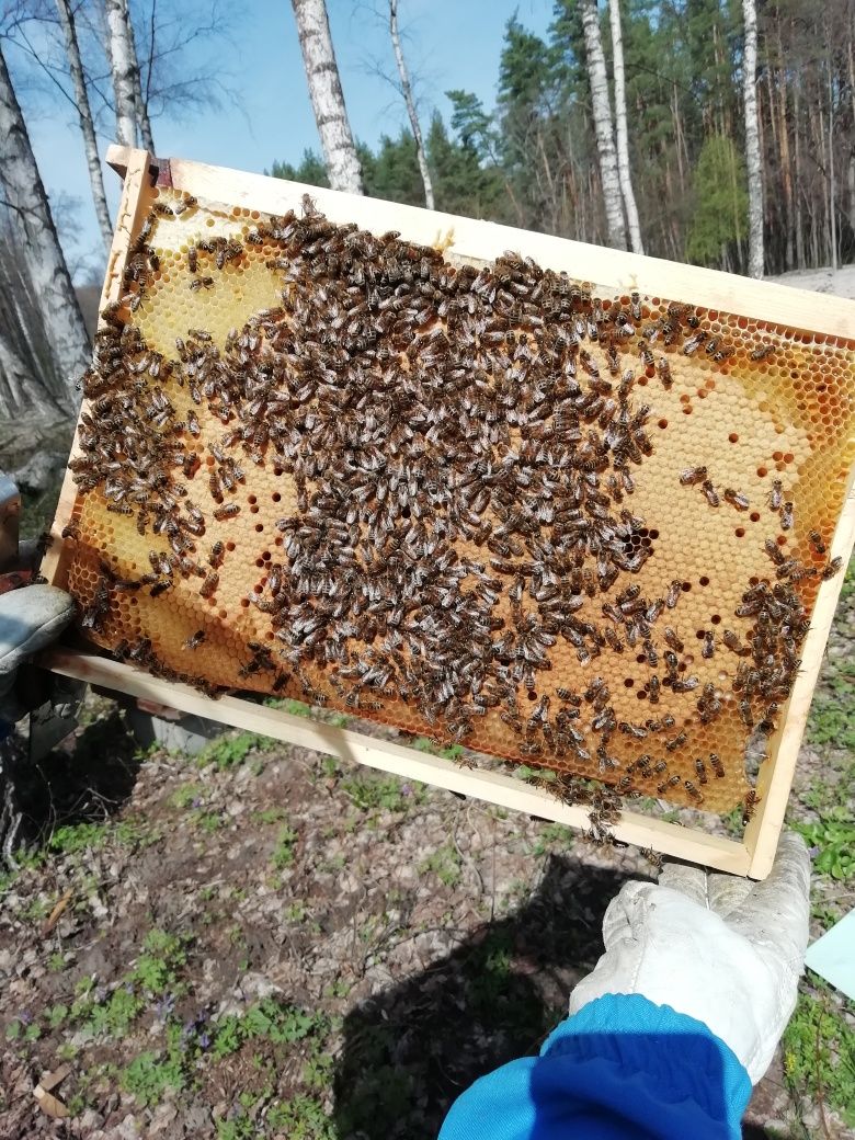 Продам бджолосім'ї пакети