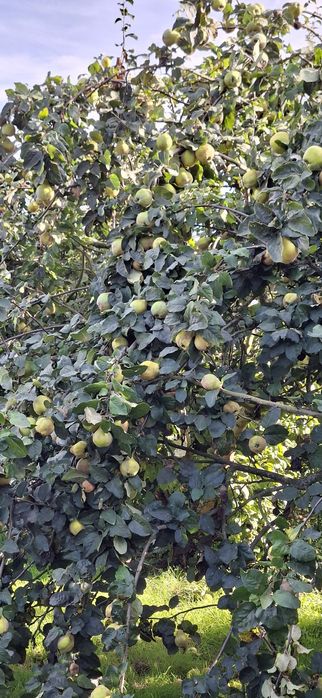 Pigwa gruszkowa owoc