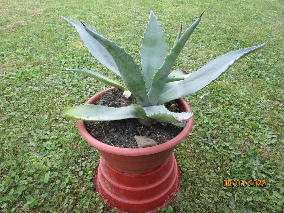 Kaktusy Agawa -  piękne -  polecam 3 rodzaje