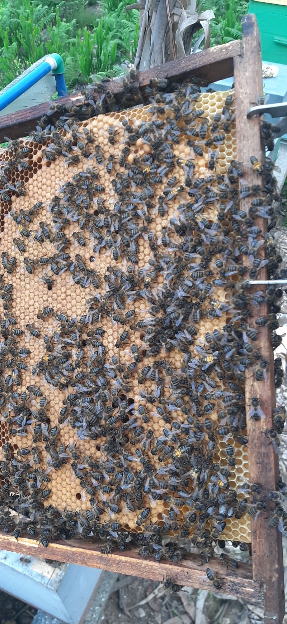 enxames de abelhas