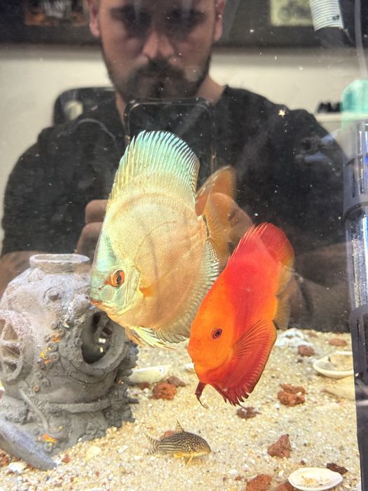 3 Discus entre 13 e 16 cm conjuntos 110€