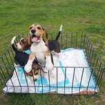 Szczeniaczek beagle