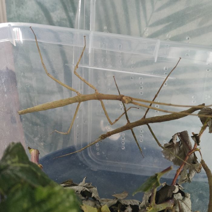 Patyczaki duże zielone