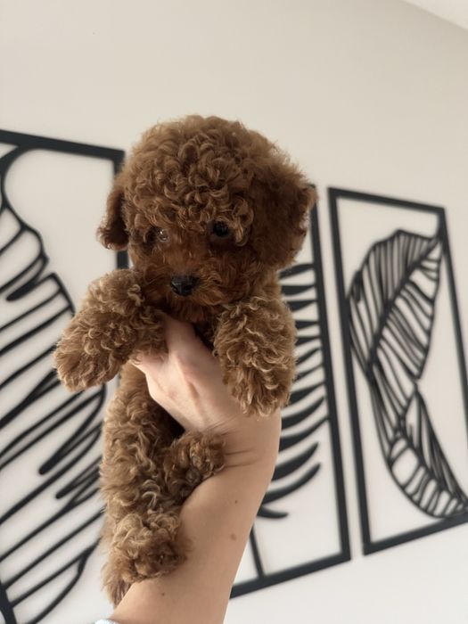 Міні хлопчик трй пудель