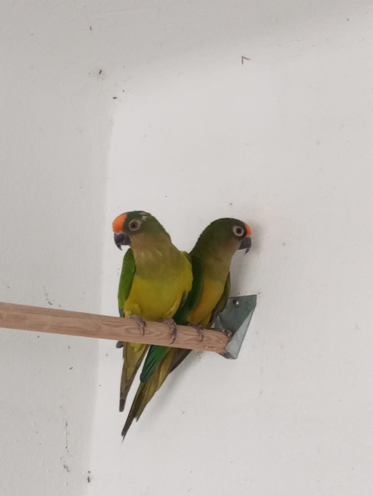 Casal aratinga aurea