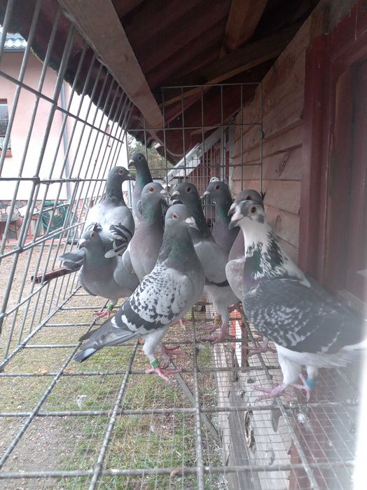 Gołębie rozpłodowe