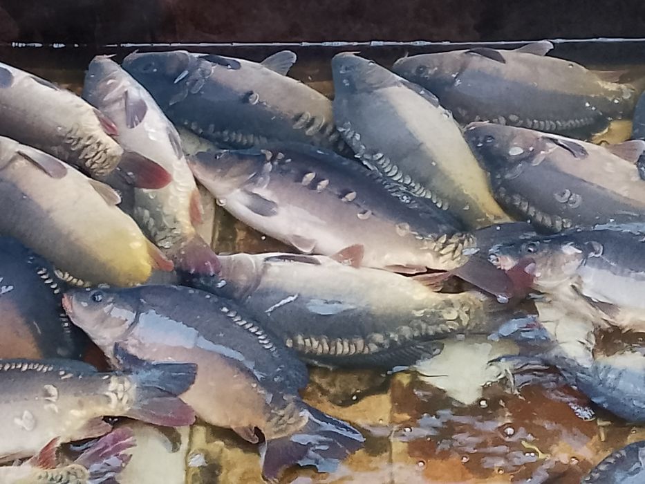 Karp handlowy, amur hurt, detal