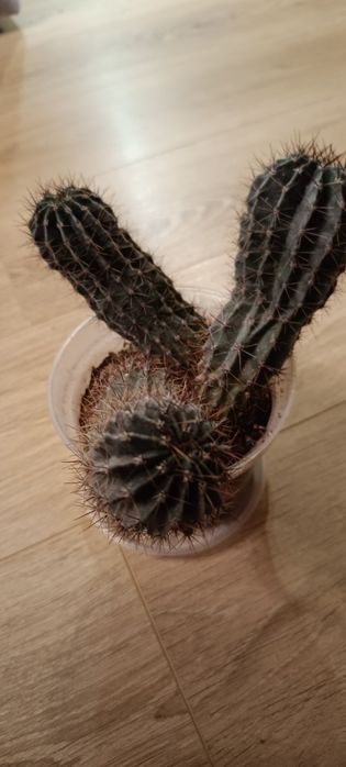 Продам кактус три шт