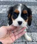 Piesek tricolor Cacalier King Charles Spaniel