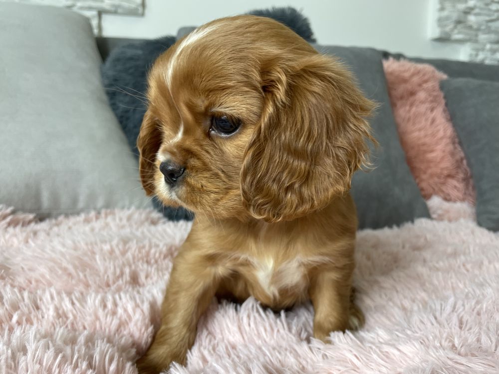 Cavalier King Charles Spaniel chlopiec