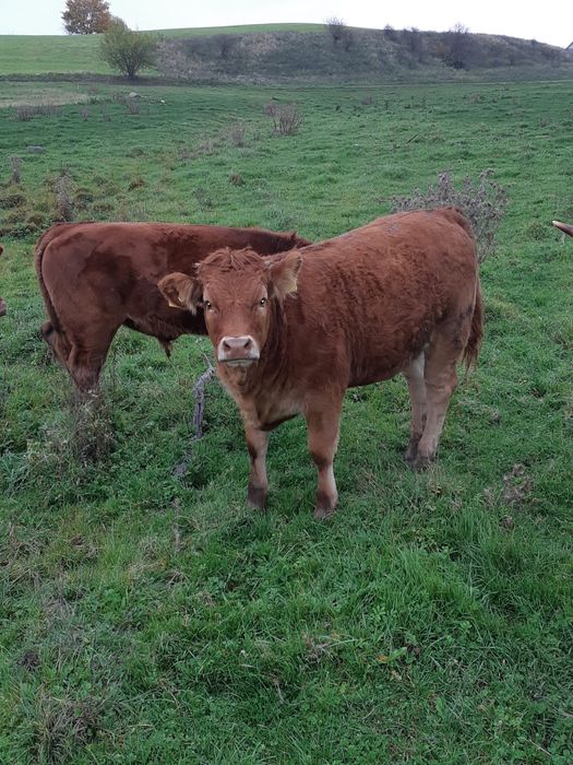 Sprzedam odsadki: 13byczkow,11jałówek, tel: 5.0.0.6.3.3.5.1.9