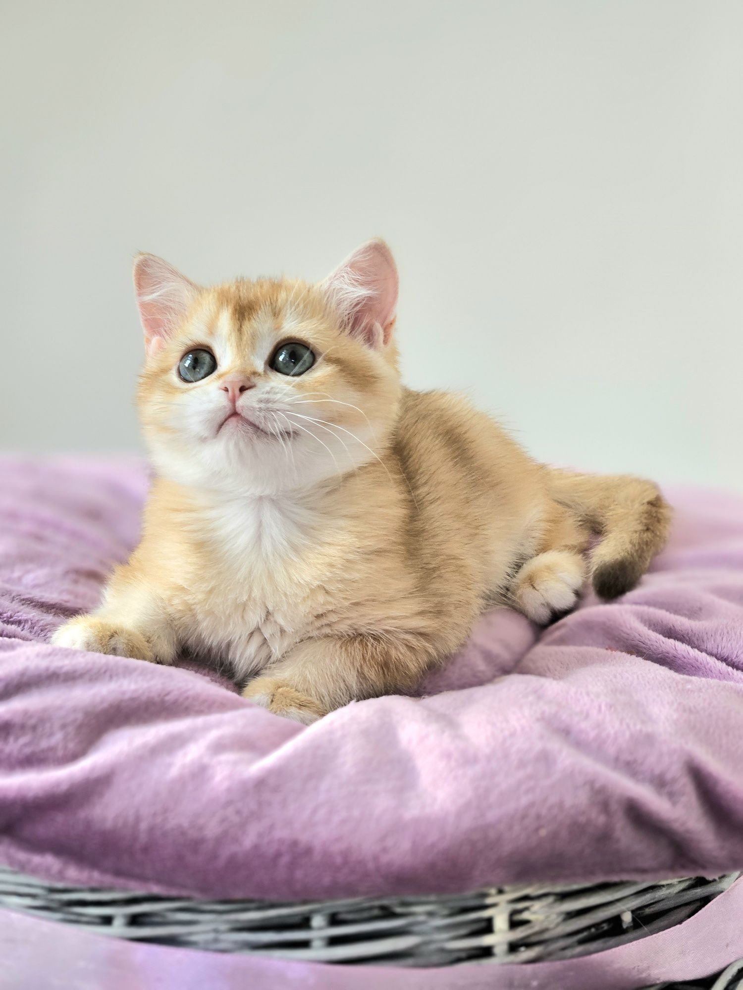 Золотая британская шоколадная кошечка котята кошка
