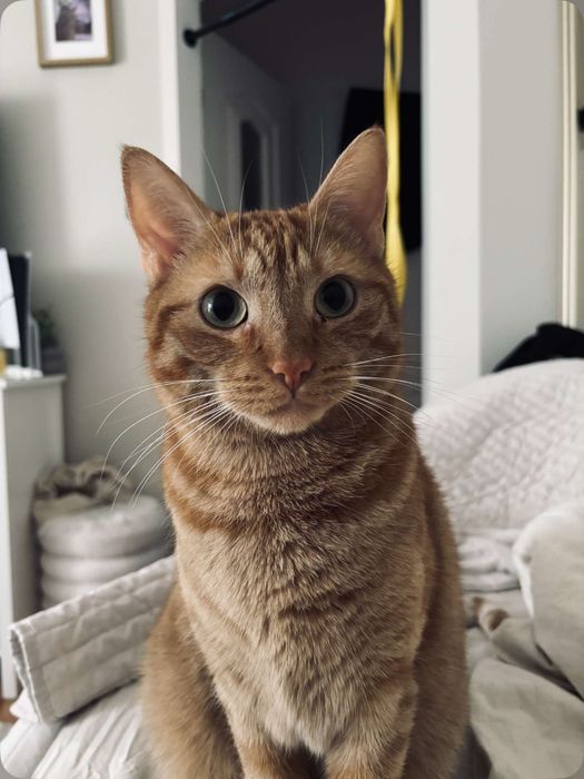 oddam dwa koty do kochajacego domu