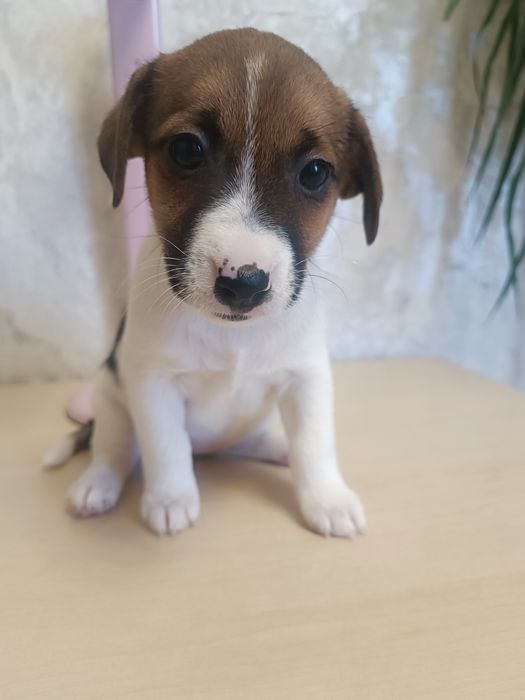 Дети Джек Рассел