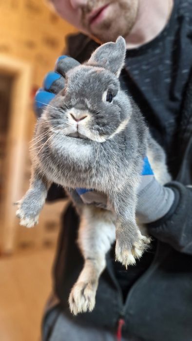 Новозеландські кролики