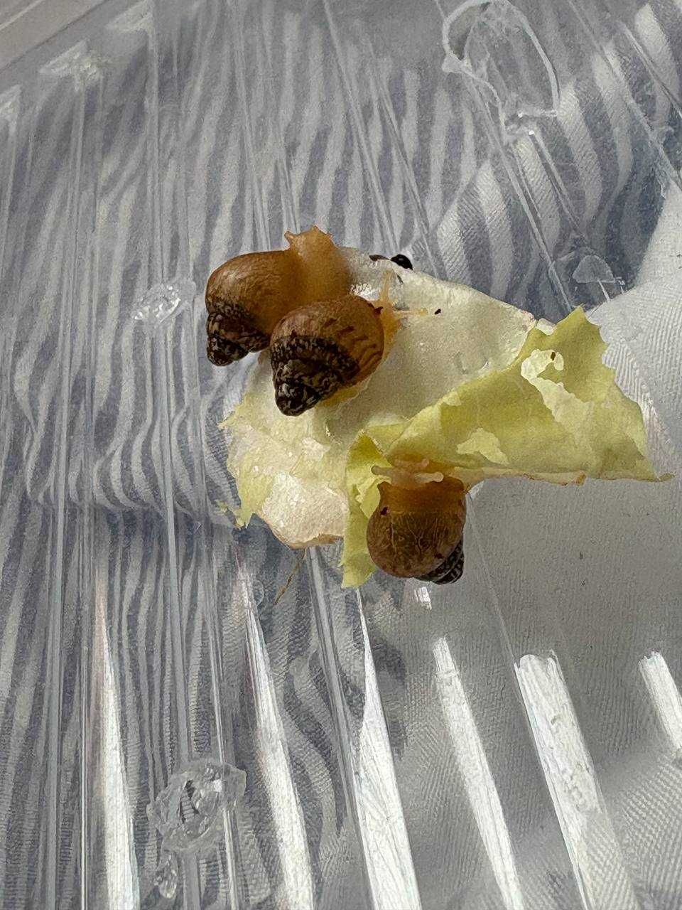 Ślimaki Achatina