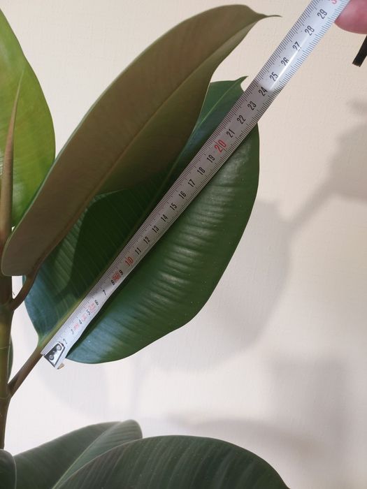 Фікус каучуконосний від 0,5