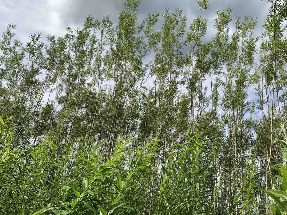 Енергетична верба та тополя 10 сортів