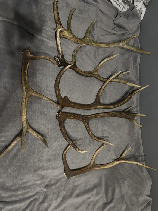 Zrzuty poroża jelenia