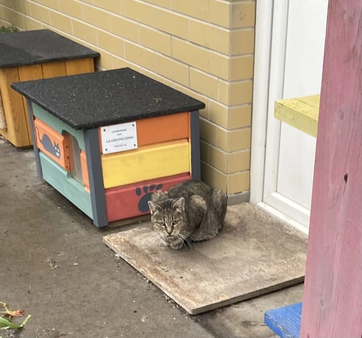 Kotka fiv+ Busia do PILNEJ adopcji!