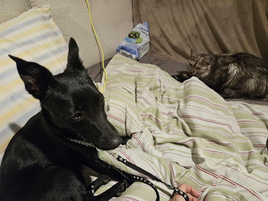 Oddam przemiła suczke