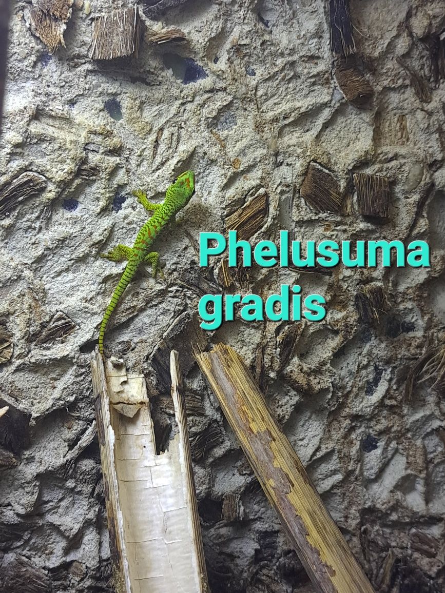 Gekony madagaskarskie zielone; dzienne - młode