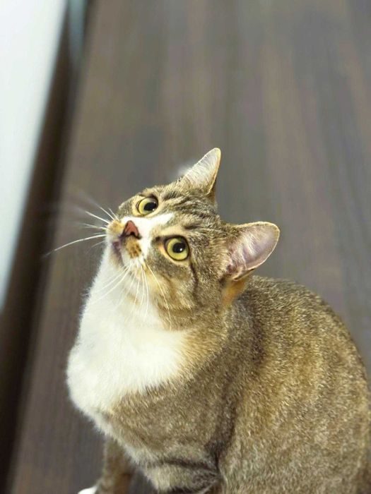 Serdeczny Maniuś szuka domku