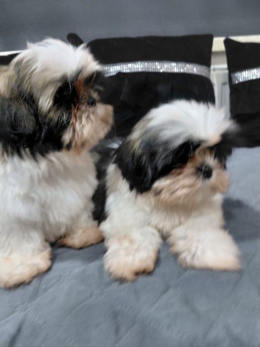 Śliczny piesek Shih tzu tri color