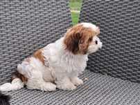 Shih tzu  piesek