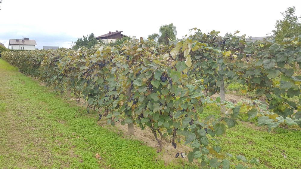 Winogrona ciemne  niepryskane Warszawa Konstancin
