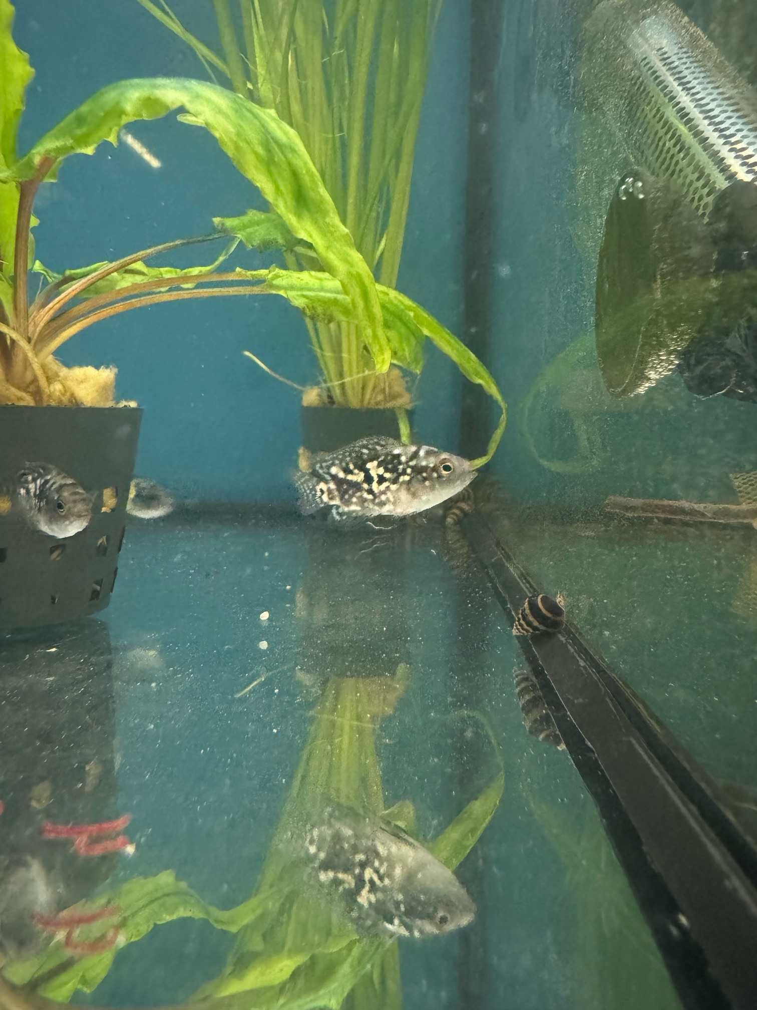 electric jack dempsey GRUBY KOCUR sklep zoologiczny rzeszów