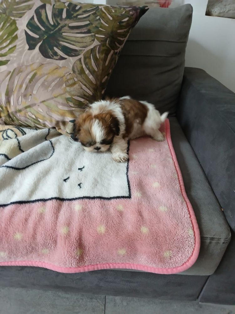 Shih tzu piesek shih tzu