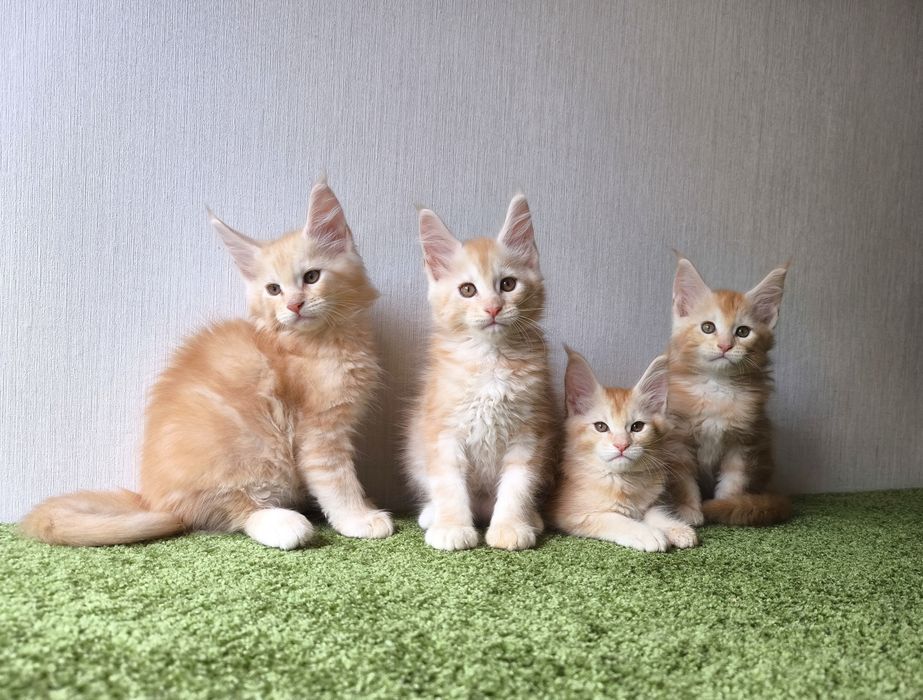 Мейн кун котята.