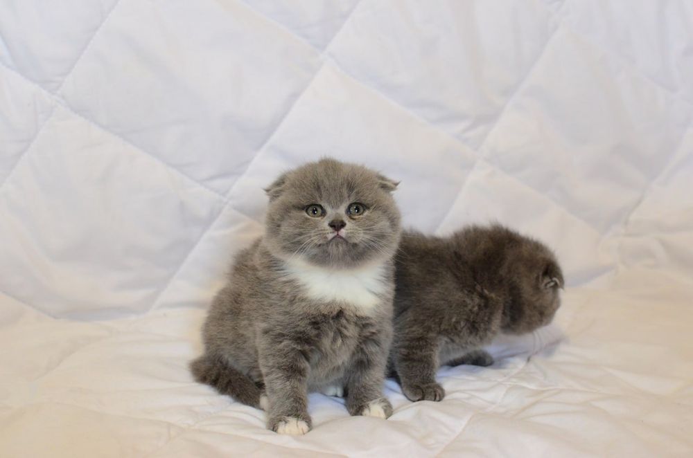 Висловухі котики