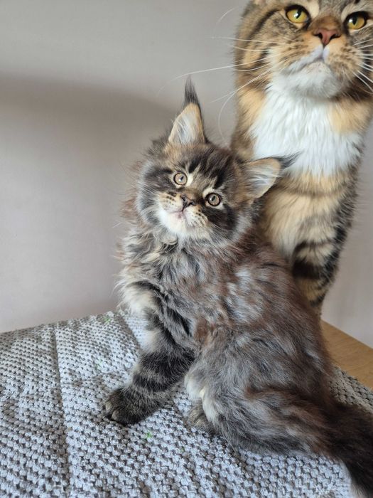 Sprzedam dymnego kocura Maine coon