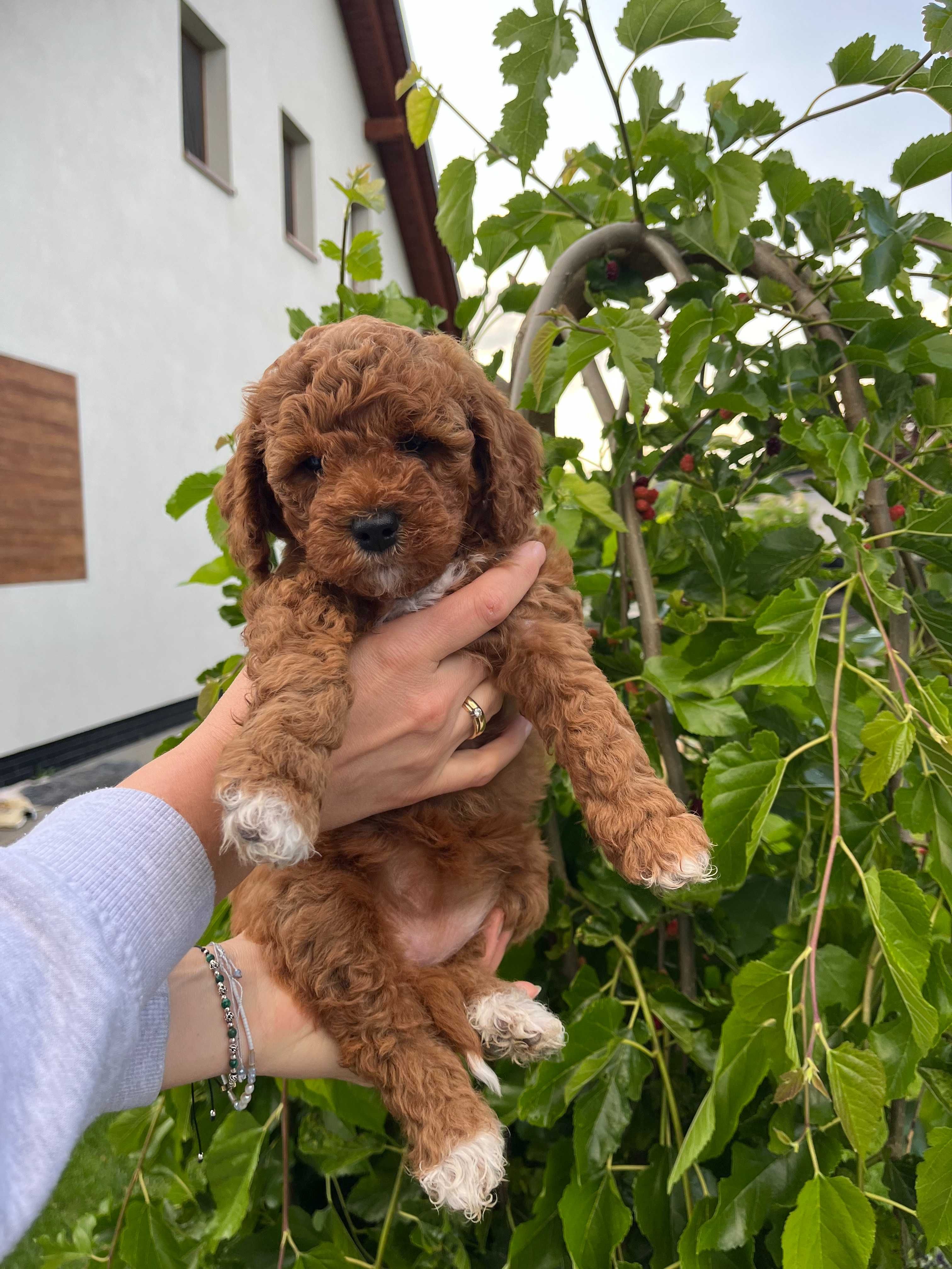 Cockapoo odbiór lipiec