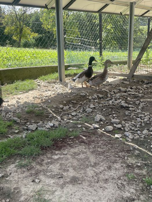 Sprzedam pare biegusów