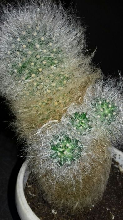 Продам кактус мамилярия бокасана  ( пушистый) осталось 2 шт.