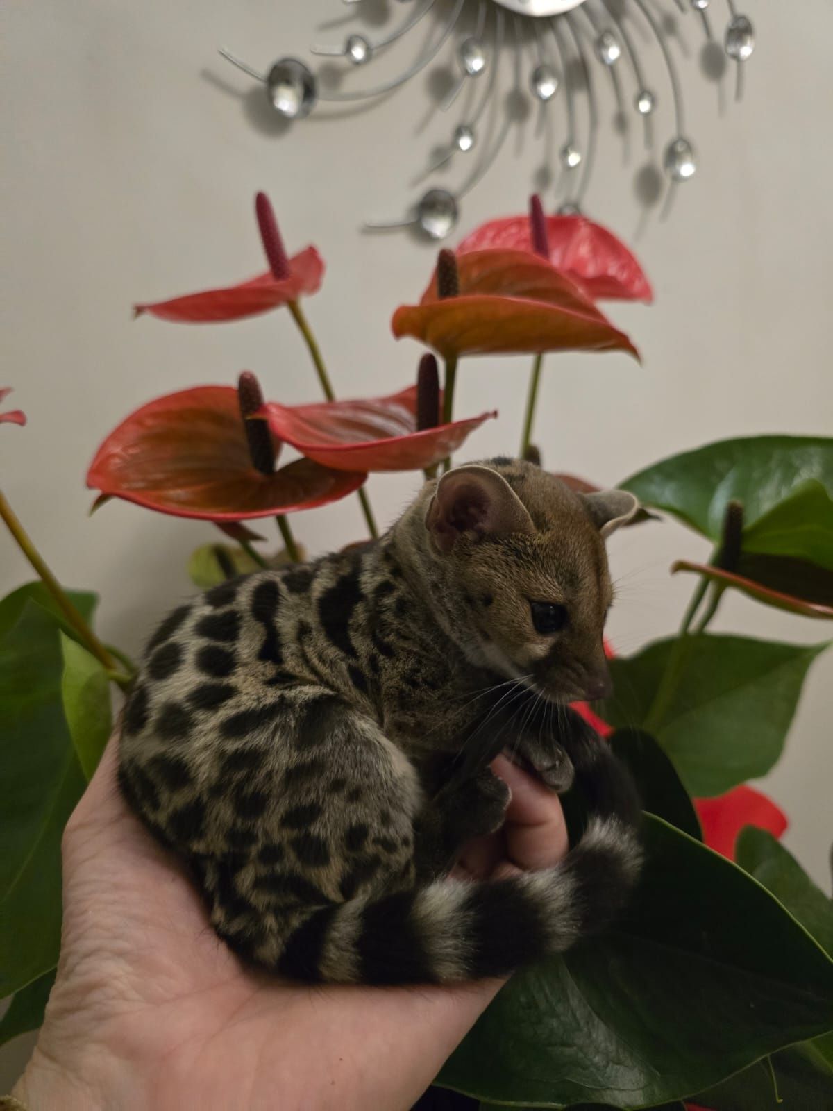 Żeneta lamparcie (Genetta maculata)